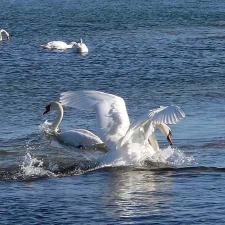 아파트 Gemuetliches In Strandnaehe 드란스케