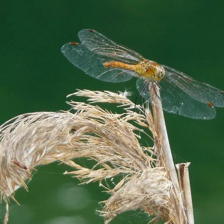 Gemuetliches In Strandnaehe 아파트 드란스케
