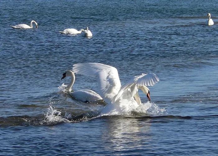 Апартаменты Gemuetliches In Strandnaehe Дранске