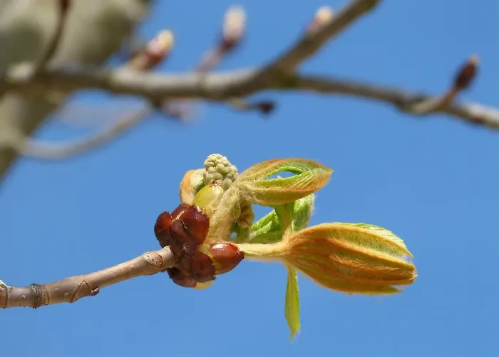 Апартаменты Gemuetliches In Strandnaehe Дранске