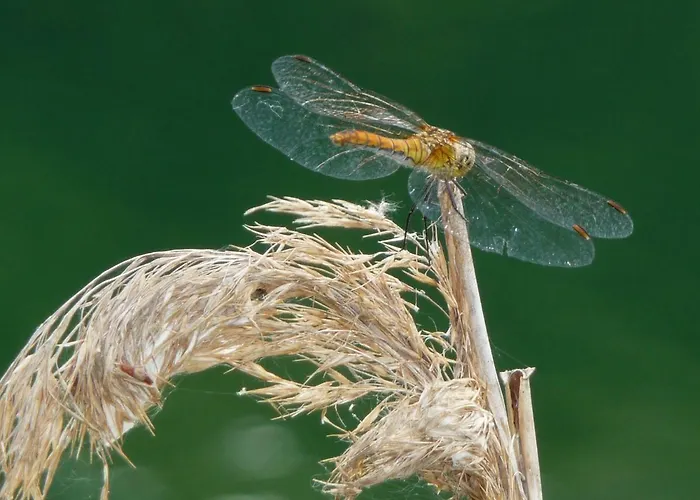 Gemuetliches In Strandnaehe Апартаменты Дранске